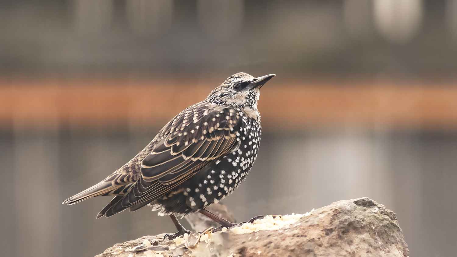 European Starling